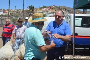 Muestra de ganado de las fiestas del patrono de Telde (Foto  Francisco Javier Santana)